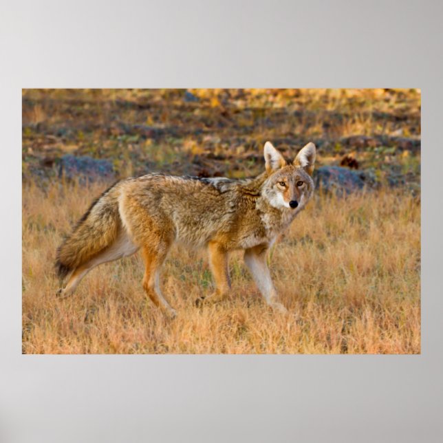 Póster Caça ao Coyote (Canis Latrans) (Frente)