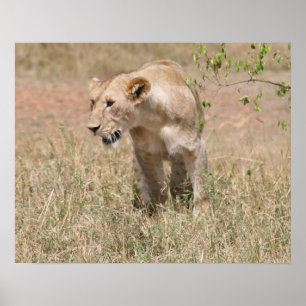 Póster caça ao leão