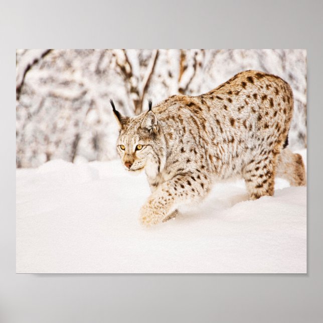 Poster Caça ao lince na neve (Frente)