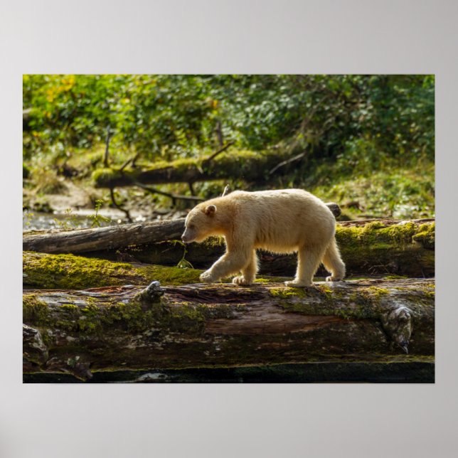 Poster Caça ao Urso Espírito Branco (Frente)