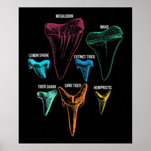 Poster Caça aos dentes de tubarão - Presentes de tubar