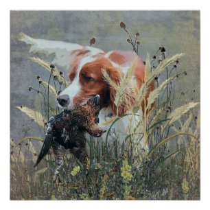 Póster Caça com Epagneul Breton