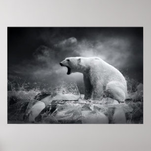 Póster Caçador branco do urso polar no gelo na água