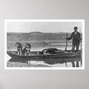 Poster Caçador com couros crus & cães Alaska 1906
