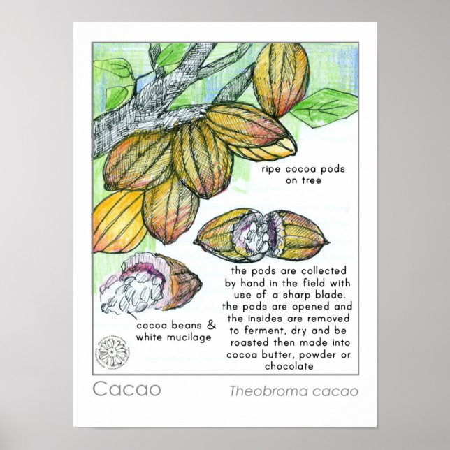Poster Cacao Cacao Cacau - Bean Chocolate Herb (Frente)