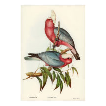 Cacatua de peito rosa