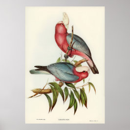 Poster Cacatua de peito rosa