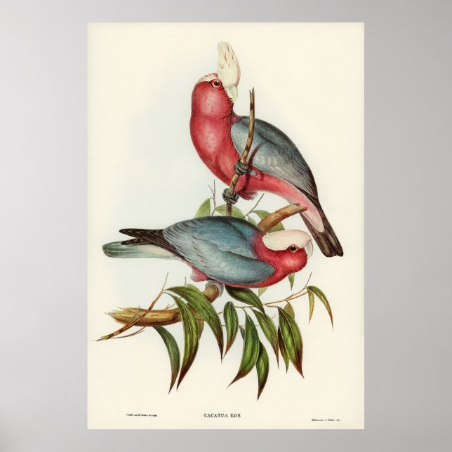 Poster Cacatua de peito rosa (Frente)