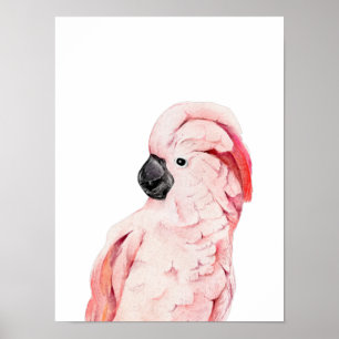 Poster Cacatua Rosa Aquarela Moluccano