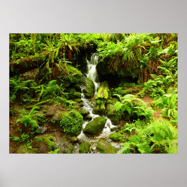 Póster Cachoeira Trillium no Parque Nacional Redwood (Frente)
