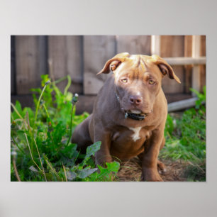 Poster cachorrinho americano