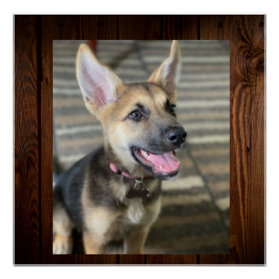 Póster cachorrinho Athena 