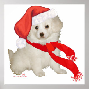 Póster Cachorrinho Poodle / Bichon Misturado de Papai Noe
