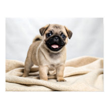 Cachorrinho pug adorável