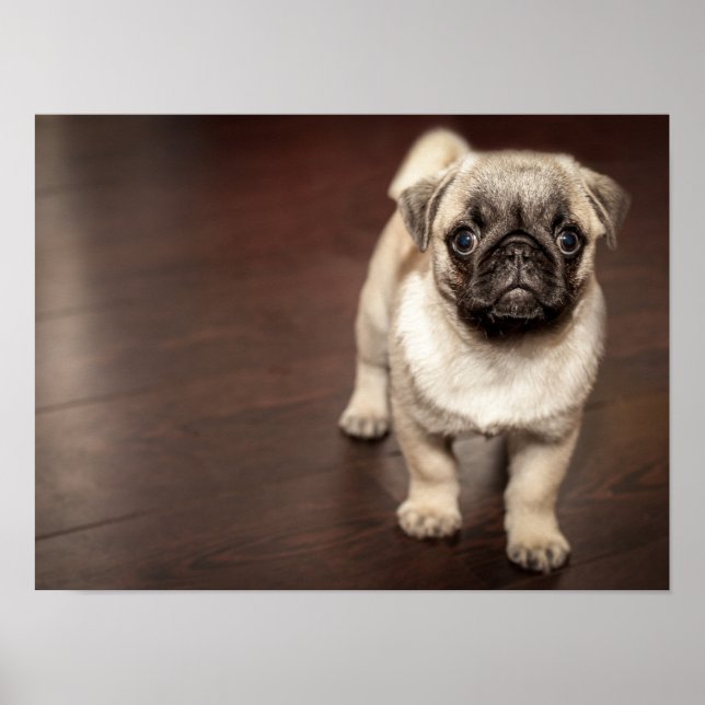 Poster Cachorrinho Pug Super Fofo (Frente)