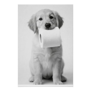 Póster Cachorrinho Retriever Dourado Minimalista Rolo de