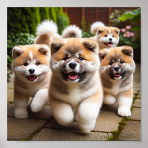 Poster cachorrinhos Akita