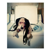 Cachorro ajudando com a lavagem