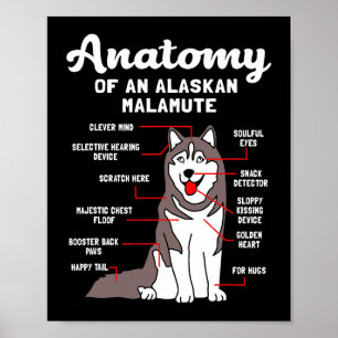 Poster Cachorro Alaskan Malamute Anatomia Engraçado Malam