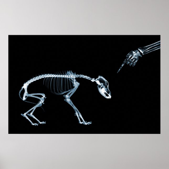 Poster Cachorro Azul de Skeletons de Raios X (Frente)