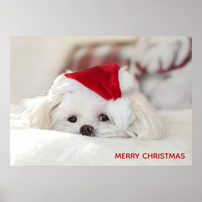 Poster Cachorro Branco bonito num chapéu de Natal Vermelh (Frente)