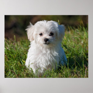 Poster Cachorro branco branco liso Maltês Cachorro