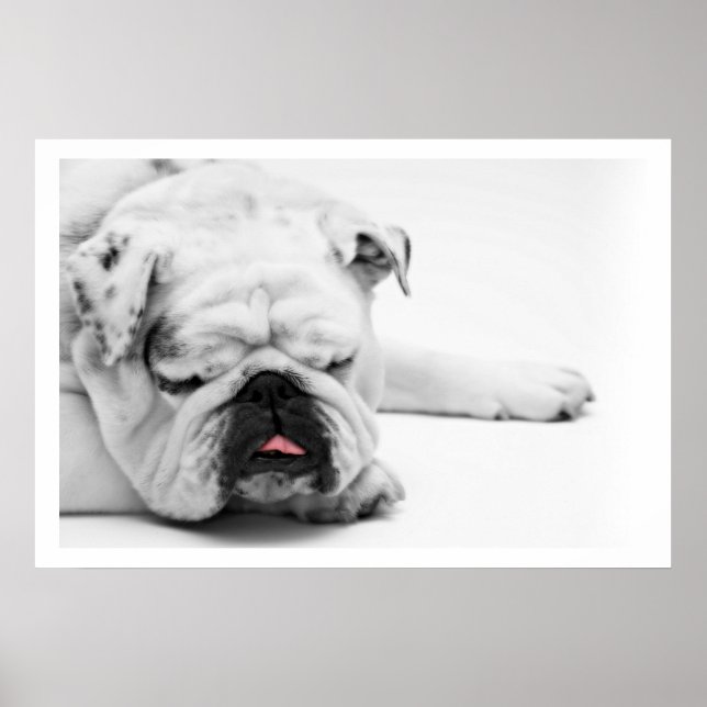 Poster Cachorro Branco Dormindo (Frente)