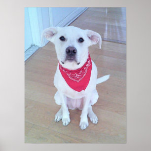 Poster Cachorro Branco Fofo Vestindo Cachecol Vermelho Co