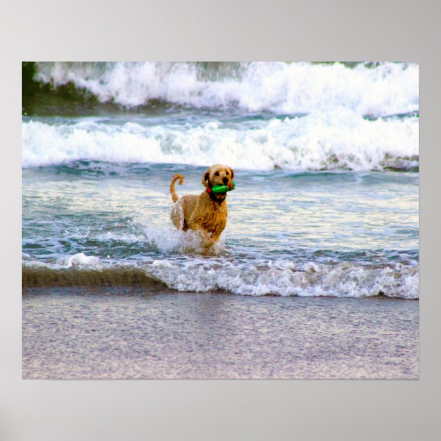 Poster Cachorro brincando no oceano (Frente)