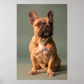 Poster Cachorro Bulldog Francês Cor de Veado Estúdio Retr
