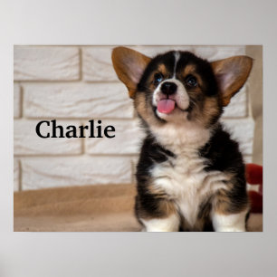 Poster Cachorro Cachorro Cachorro Pembroke Welsh Corgi