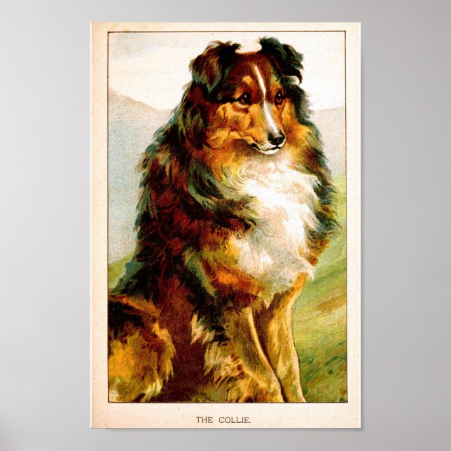 Póster Cachorro Collie da Sexta-feira (Frente)