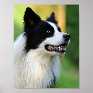 Poster Cachorro Collie de Borda Negra
