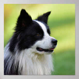 Poster Cachorro Collie de Borda Preta e Branca