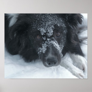 Póster Cachorro Collie de Borda Virada para Neve