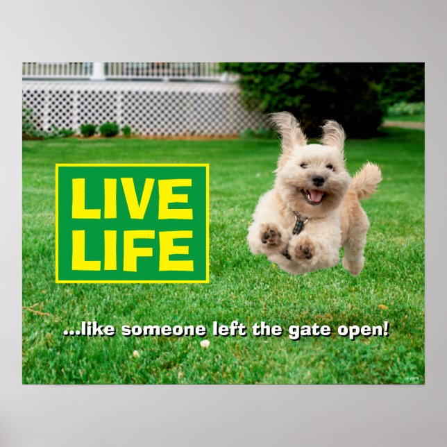 Poster Cachorro Correndo Em Jardim (Frente)