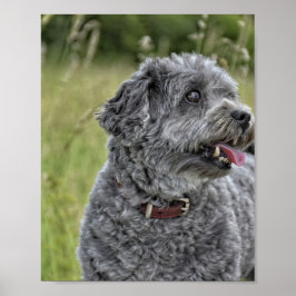 Poster Cachorro Cortado Terrier