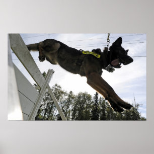 Poster Cachorro da Polícia german shepherd