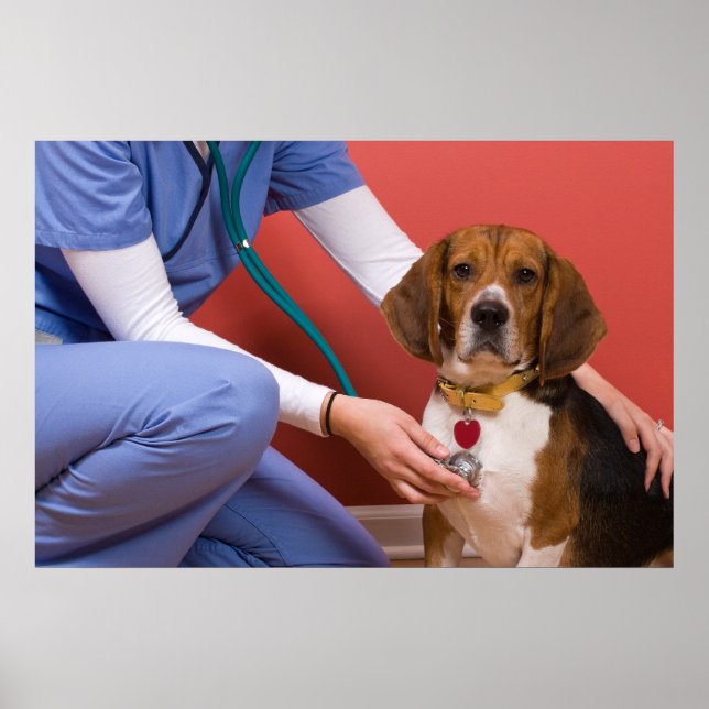 Póster Cachorro de Beagle Cute a Receber um Checkup Veter (Frente)