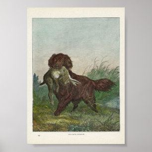Poster Cachorro de caça de varejo