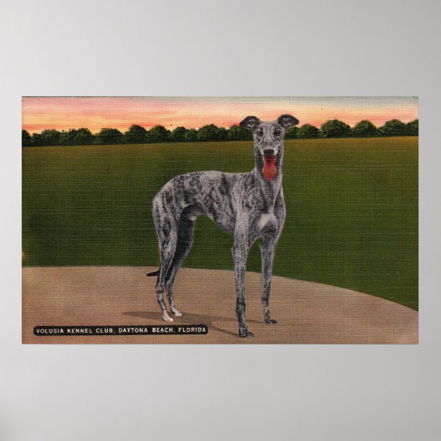 Poster Cachorro de Greyhound Famoso, REAL HUNTSMAN (Frente)