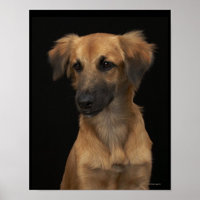 Poster Cachorro de resugo castanho com nariz preto em pre (Frente)