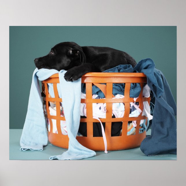 Poster Cachorro deitado no cesto de roupa (Frente)