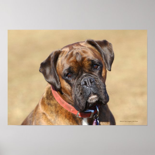Poster Cachorro do Brindle Boxer (Frente)