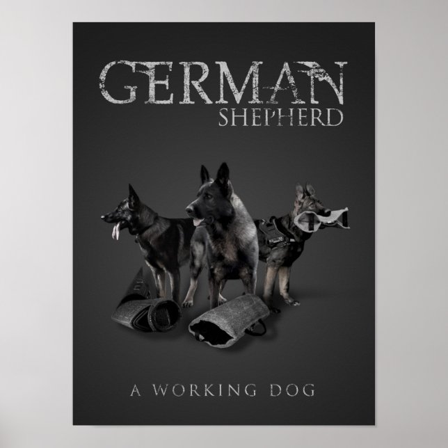 Póster Cachorro do German shepherd de Trabalho - GSD (Frente)