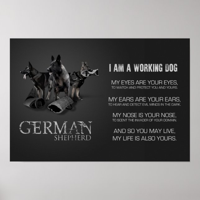 Poster Cachorro do German shepherd de Trabalho - GSD (Frente)