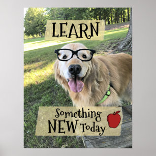 Poster Cachorro do ouro Retriever aprende algo novo na sa