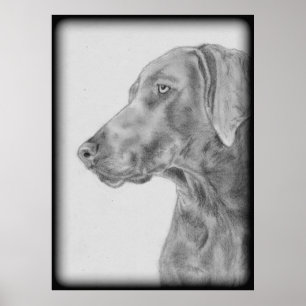 Poster Cachorro do Weimaraner da Cinza