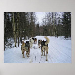Poster Cachorro Dormindo em Quebec, Canadá