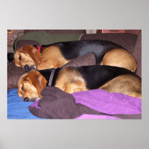 Poster Cachorro Duplo Cansado